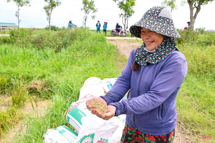 Vụ hè thu tại Hà Tĩnh cơ bản thu hoạch kết thúc trước mùa mưa bão, đảm bảo né tránh thiên tai cuối vụ.