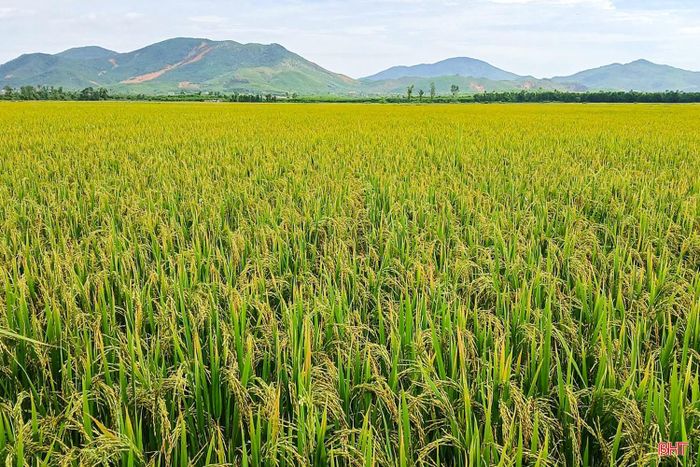 Đến nay, toàn tỉnh đã tập trung, tích tụ được hơn 14.000 ha đất sản xuất nông nghiệp