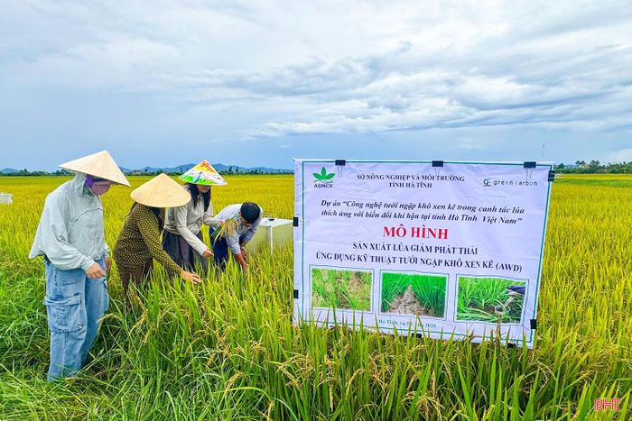Toàn tỉnh đã có gần 4.200 ha lúa thực hiện quy trình tưới ngập - khô xen kẽ hướng tới tạo tín chỉ carbon.