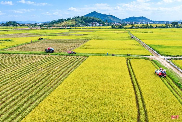 Thu hoạch lúa trên các cánh đồng thửa lớn sau chuyển đổi, tập trung ruộng đất.