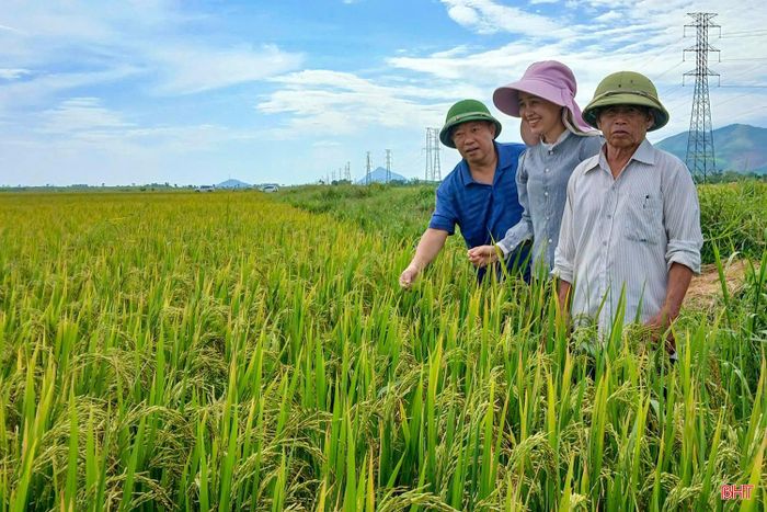Công ty CP Tập đoàn Quế Lâm liên kết sản xuất theo chuỗi giá trị tại các địa phương.
