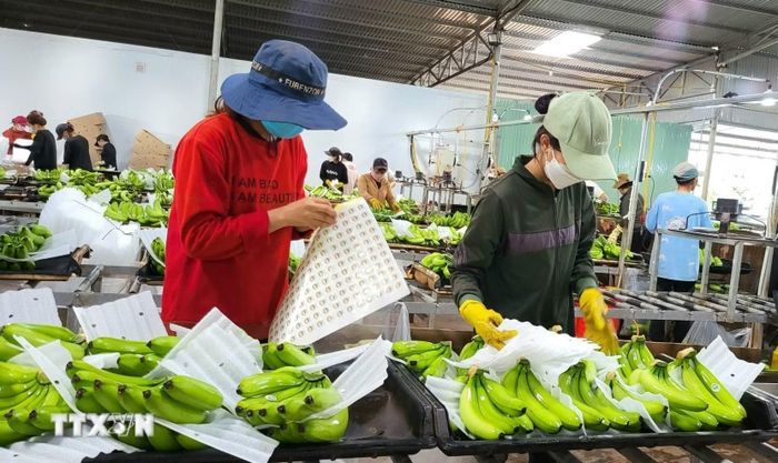 Đẩy mạnh xuất khẩu nông sản thông qua mã số vùng trồng. (Ảnh: TTXVN)
