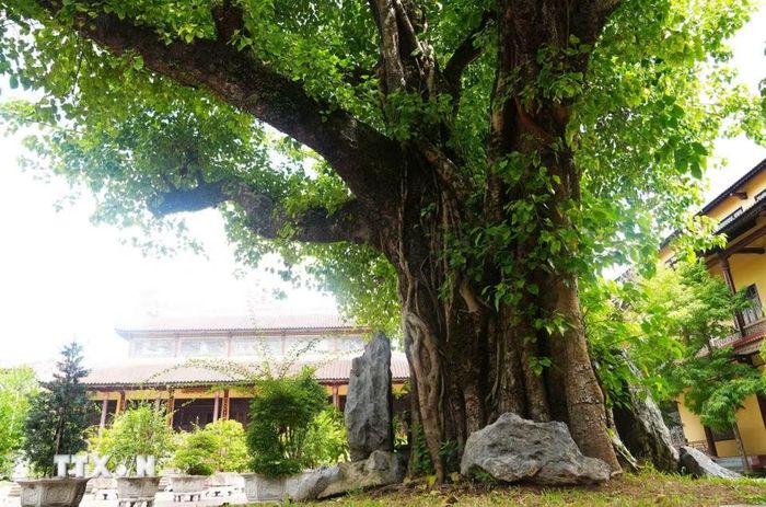Cây bồ đề có nguồn gốc từ Ấn Độ trồng trong sân chùa Từ Đàm, thành phố Huế. (Ảnh: Nguyên Lý/TTXVN)