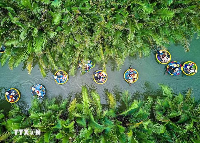 Giữa không gian xanh ngắt của vùng sông nước miền Trung, những chiếc thuyền thúng chở đầy ắp tiếng cười len lỏi qua các rặng dừa nước trải dài ven con rạch tại Rừng dừa Bảy Mẫu (phường Hội An Đông, Đà Nẵng). (Ảnh: Khánh Hòa/TTXVN)