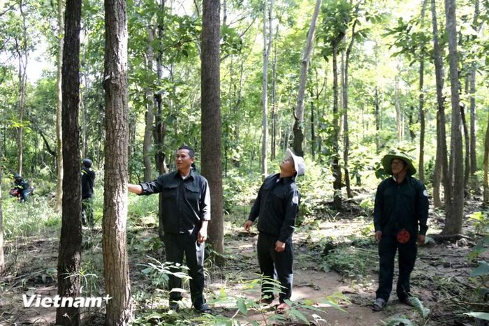 Anh Nguyễn Ngọc Vấn cùng các thành viên trong Đội bảo vệ rừng Hàm Cần 3 kiểm tra rừng ở Tiểu khu 278, Rừng phòng hộ Sông Móng-KaPet. (Nguồn: Vietnam+)