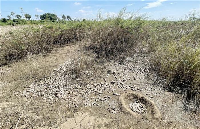 Cá chết nhiều tại các khu vực bãi bồi ven sông thuộc Tổ dân phố Thiên Ấn.