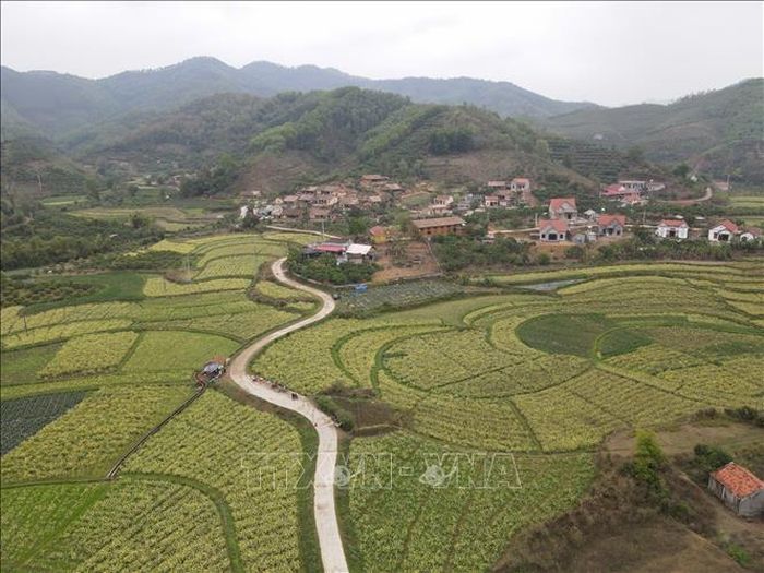 Cánh đồng hoa cải cúc tại bản Bắc Hoa, xã Tân Sơn nhìn từ trên cao.