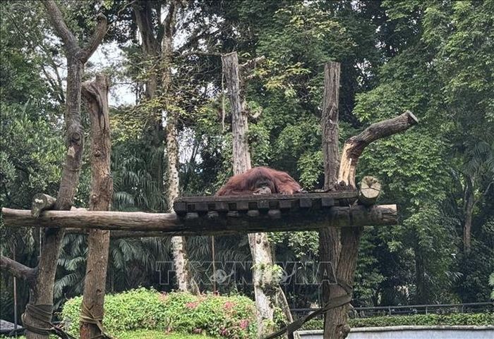 Một cá thể orangutan tại Vườn thú Ragunan, nơi có Trung tâm Linh trưởng Schmutzer phục vụ công tác bảo tồn và giáo dục về các loài linh trưởng.