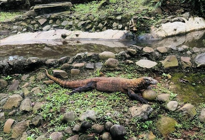 Rồng Komodo là một trong những loài đặc hữu tiêu biểu cho đa dạng sinh học Indonesia.