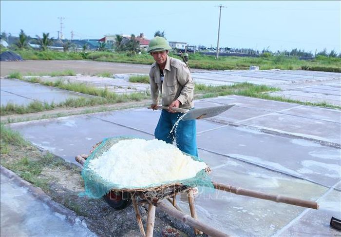 Diêm dân trên cánh đồng muối xã Hải Quang xúc muối vào xe chuyên dụng để chở về kho.