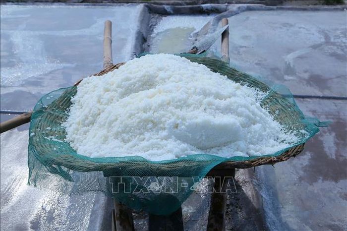 Xe chở đầy ắp muối, thành quả sau một ngày lao động của diêm dân.