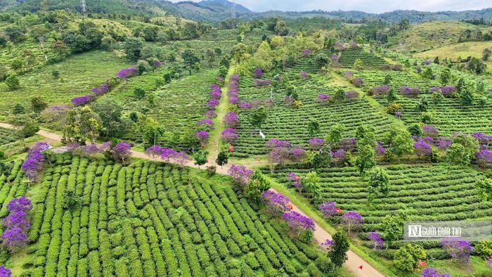 Nhiều cây mua đang vào thời điểm hoa nở rộ. Trên nền chè xanh trải rộng, sắc tím trở nên nổi bật, tạo nên những khoảng màu tương phản giữa núi đồi.