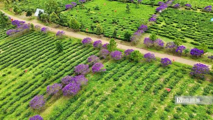 Đồi chè Đông Trường Sơn có diện tích khoảng 40ha. Những cây hoa mua không tập trung thành một khu riêng biệt mà được trồng xen trong không gian đồi chè, nhờ vậy khi vào mùa, sắc tím xuất hiện giữa những khoảng xanh.
