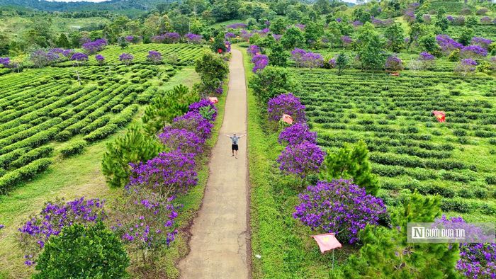 Từ một loại cây được đưa về trồng tạo cảnh quan, sau vài năm, những gốc hoa mua đã trở thành điểm nhấn giữa 40ha chè xanh. Vào mùa hoa, bên cạnh hoạt động sản xuất thường ngày, đồi chè có thêm những vị khách tìm đến ngắm hoa, chụp ảnh và trải nghiệm không gian nông nghiệp vùng cao.