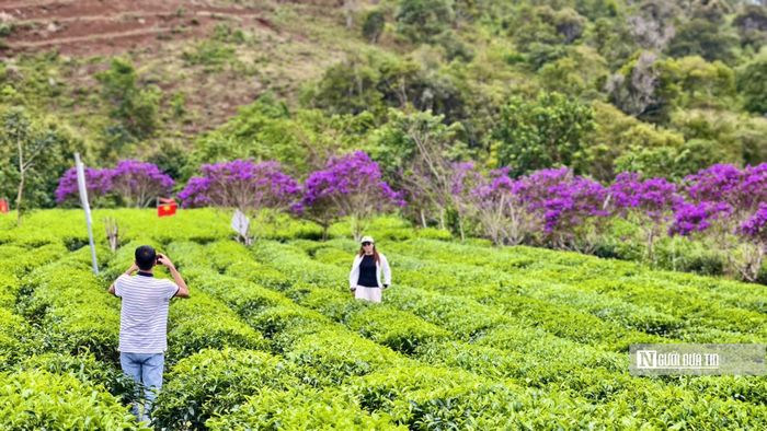 Anh Nguyễn Phương (du khách đến từ Đà Nẵng) chia sẻ: "Tôi ấn tượng nhất là màu tím của hoa nổi bật giữa cả đồi chè xanh. Đi sâu vào bên trong có khá nhiều góc chụp ảnh, không gian rất thoáng đãng".
