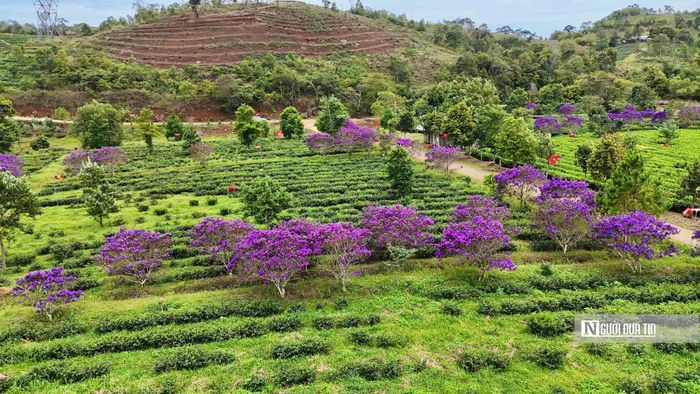 Bà Nguyễn Thị Hằng (51 tuổi), Chủ nhiệm Hợp tác xã chè sạch Đông Trường Sơn, cho biết, khoảng 1.000 gốc hoa mua được trồng từ năm 2022. Việc đưa loài hoa này vào đồi chè nhằm tạo thêm cảnh quan, hướng đến kết hợp hoạt động sản xuất với trải nghiệm du lịch nông nghiệp.