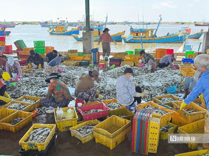 Người lao động phân loại cá nục, đưa vào khay.