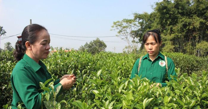 Chỉ dẫn địa lý là công cụ về sở hữu trí tuệ để xác lập quyền bảo hộ, định vị danh tiếng của sản phẩm trên thị trường và trở thành tài sản của cộng đồng.