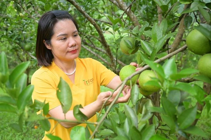 Chỉ dẫn địa lý là một “thương hiệu nền”, đồng thời là công cụ giúp doanh nghiệp, hợp tác xã và người dân tham gia thị trường tốt hơn