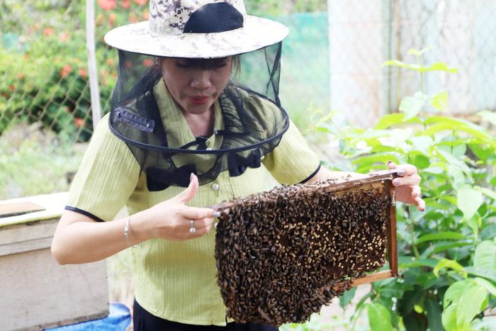 Phụ nữ Vĩnh Long khởi nghiệp với nghề nuôi ong lấy mật.