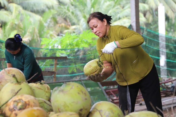 Phong trào phụ nữ khởi nghiệp dần đi sâu và rộng rãi trong hội viên phụ nữ tỉnh Vĩnh Long.