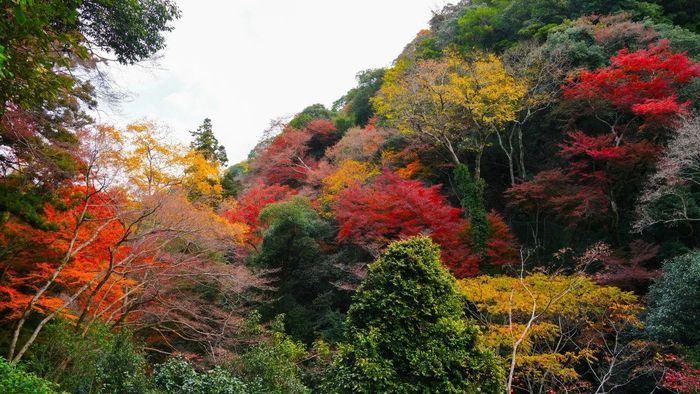 Cảnh sắc mùa thu rực rỡ ở Osaka, Nhật Bản. Nguồn ảnh: Hat Trick/Unsplash