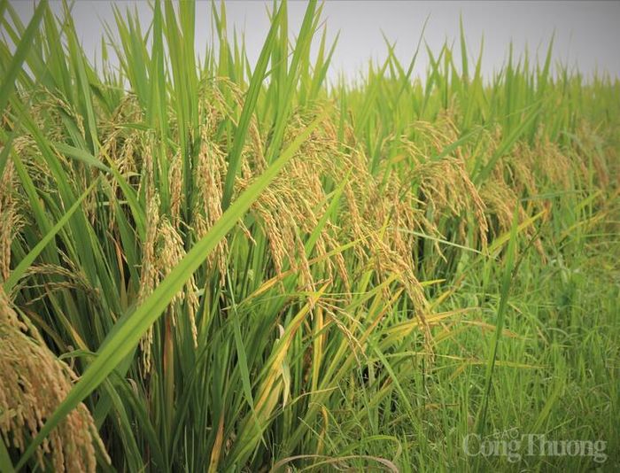 Hệ thống MRV đang được áp dụng trong Đề án 1 triệu ha lúa chất lượng cao.