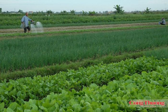 Hệ thống MRV đang được áp dụng trong Đề án 1 triệu ha lúa chất lượng cao.