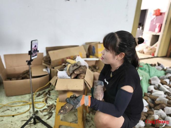 Mỗi thương lái là một KOC quảng bá sản phẩm khoai sâm Sìn Hồ.