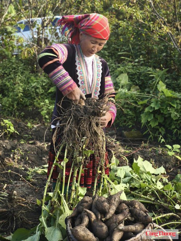 Từ việc chuyển đổi cây trồng, cây khoai sâm đã giúp bà con xã Sìn Hồ vươn lên thoát nghèo. 
