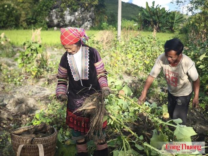 Niềm vui thu hoạch khoai sâm của gia đình ông Hạng A Lầu (bản Mao Sao Phìn, xã Sìn Hồ).