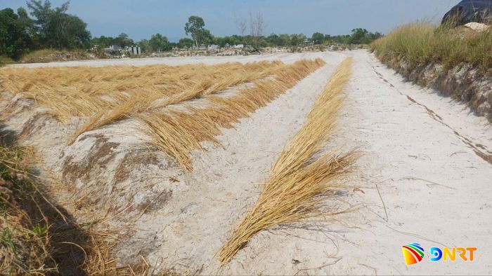Phủ rơm quanh mép luống kiệu để hạn chế sạt lở khi có mưa lớn. Ảnh: NGUYỄN QUỲNH