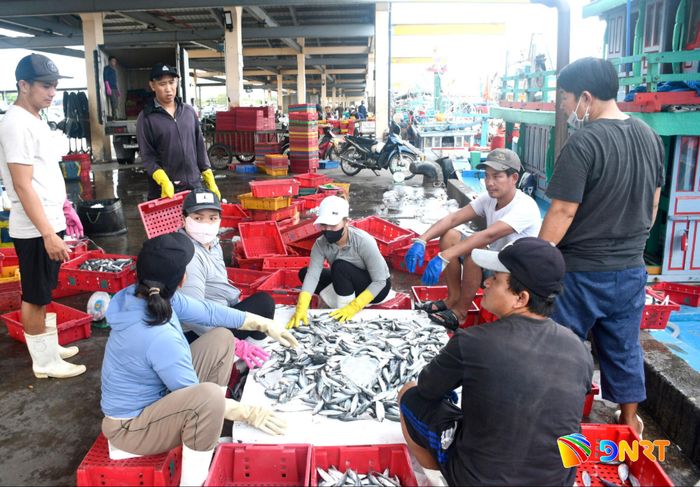 Truy xuất nguồn gốc hải sản được ngành chức năng và ngư dân trên địa bàn Đà Nẵng chú trọng. Ảnh: QUANG VIỆT