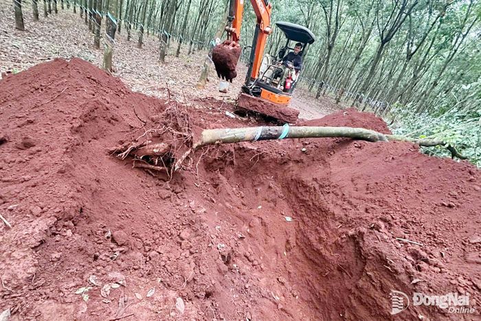 Khu vực Đội K76 mở rộng tìm kiếm tại Sân bay Lộc Ninh, phường Lộc Ninh. Ảnh: ĐVCC