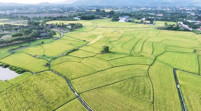 Toàn cảnh cánh đồng lúa nhìn từ trên cao.