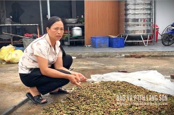 Chị Hoài kiểm tra chất lượng hồi sau khi phơi khô