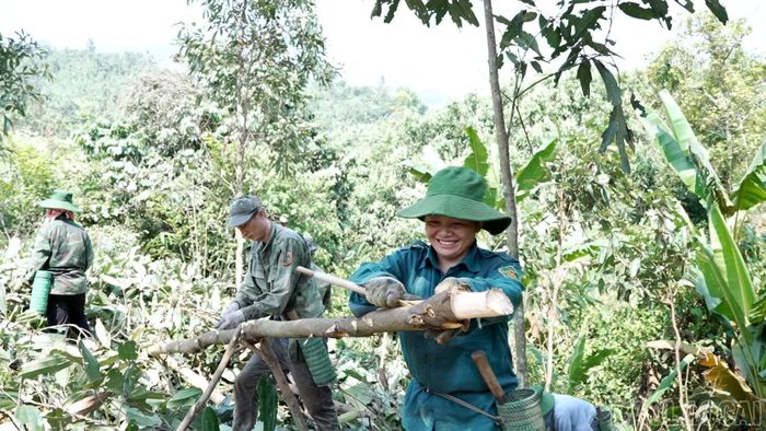 Với hơn 1.200 ha quế, Khánh Hòa đang hướng tới nâng cao chất lượng, giá trị sản phẩm và đáp ứng yêu cầu thị trường.