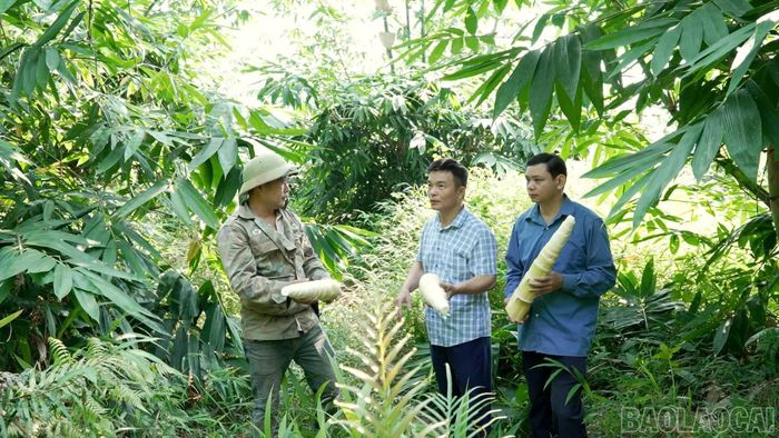 Việc gắn Quỹ Hỗ trợ nông dân với tổ hợp tác, chi hội nghề nghiệp đang tạo thêm động lực để nông dân đầu tư sản xuất, tăng cường liên kết.