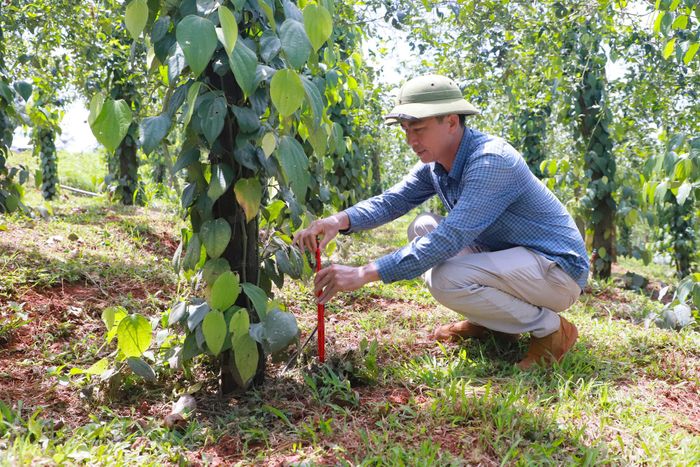 Hệ thống tưới, châm phân tự động giúp anh Kiều Quang Trung giảm đáng kể công lao động trong chăm sóc cây trồng