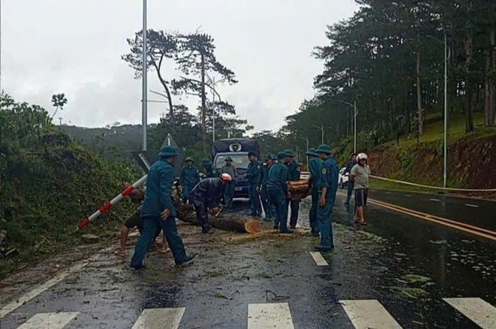 Lực lượng chức năng xử lý thông ngã đổ tại phường Xuân Hương - Đà Lạt
