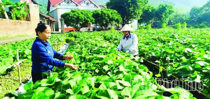 Nông dân xã Tam Dương Bắc chăm sóc rau su su theo tiêu chuẩn VietGAP.