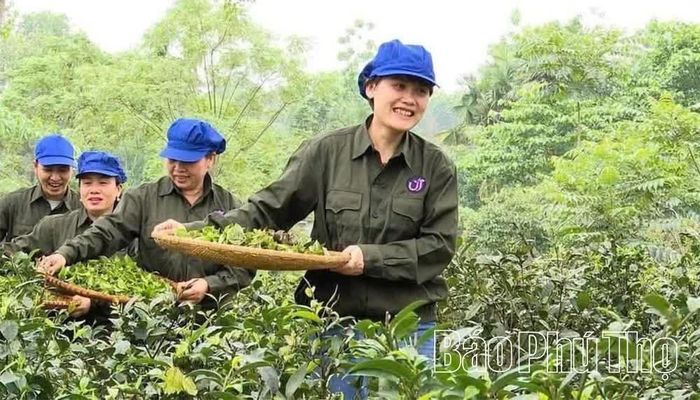 Sản phẩm chè búp tím của Công ty TNHH Đầu tư và Phát triển trà UT, xã Thanh Ba đạt OCOP 5 sao quốc gia.