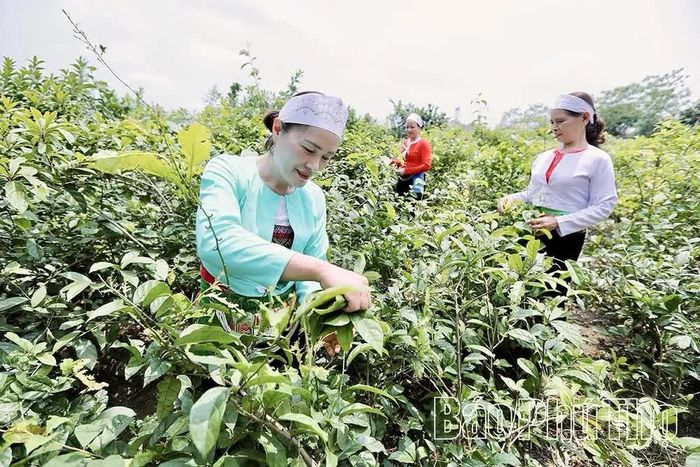 Thành viên Hợp tác xã Nông nghiệp Yên Trị thu hái cây dược liệu phục vụ chế biến.