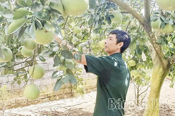 Nhờ chăm sóc đúng kỹ thuật, vườn bưởi của gia đình ông Vũ Văn Thái, thôn Đại Đồng, xã Yên Trị mang lại lợi nhuận gần 500 triệu đồng/năm.
