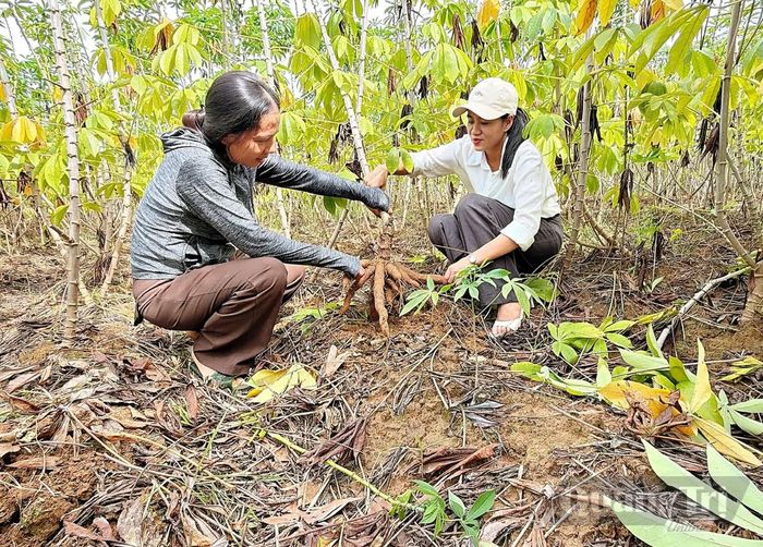 Giống sắn HN1 tại mô hình cho năng suất dự kiến gần 33 tấn/ha - Ảnh: L.A