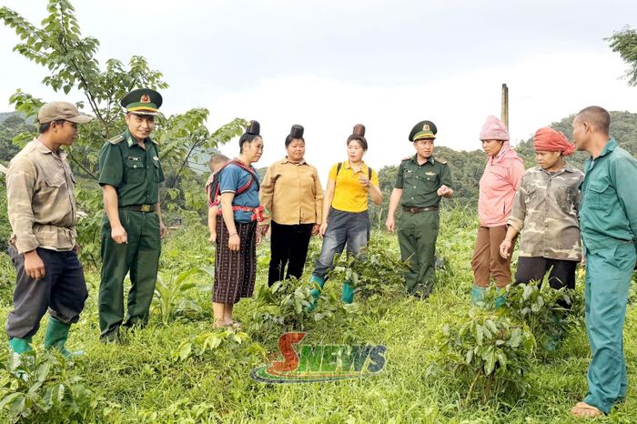 Cán bộ Đồn Biên phòng Chiềng On hướng dẫn nhân dân phát triển trồng cà phê.