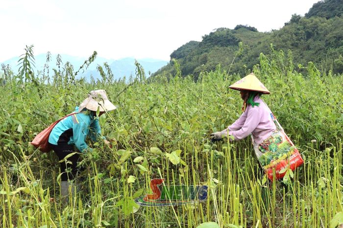 Nhân dân xã Tường Hạ thu hoạch vừng trên vùng đất bán ngập.