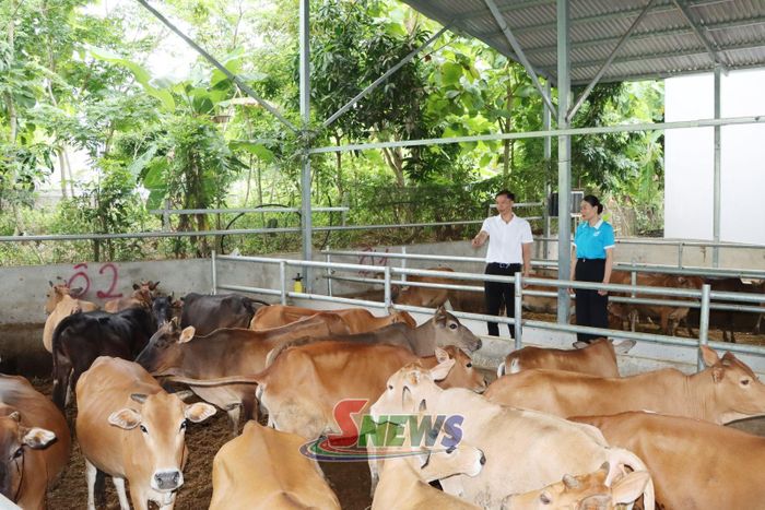 Mô hình nuôi bò nhốt chuồng của nhân nhân bản Khoa 2, xã Tường Hạ.
