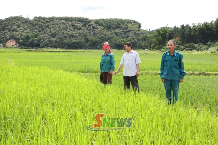 Nông dân bản Khoa kiểm tra diện tích lúa mùa.