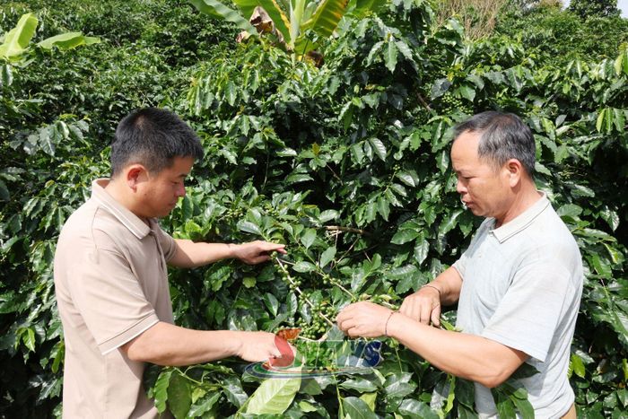 Mô hình trồng cà phê của nhân dân bản Khoa.